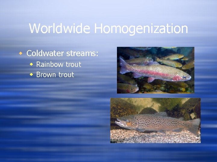 Worldwide Homogenization w Coldwater streams: w Rainbow trout w Brown trout 