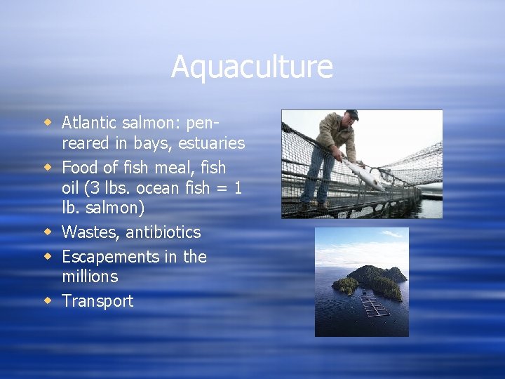Aquaculture w Atlantic salmon: penreared in bays, estuaries w Food of fish meal, fish
