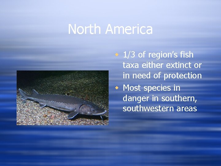 North America w 1/3 of region’s fish taxa either extinct or in need of