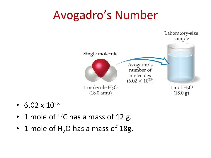 Avogadro’s Number • 6. 02 x 1023 • 1 mole of 12 C has