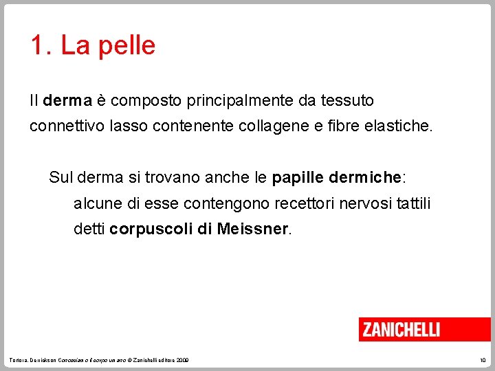 1. La pelle Il derma è composto principalmente da tessuto connettivo lasso contenente collagene 1. La pelle Il derma è composto principalmente da tessuto connettivo lasso contenente collagene