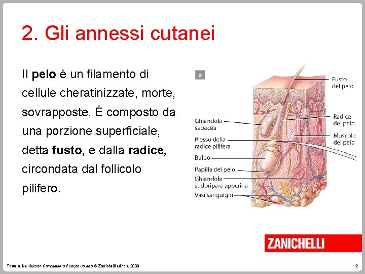 2. Gli annessi cutanei Il pelo è un filamento di cellule cheratinizzate, morte, sovrapposte. 2. Gli annessi cutanei Il pelo è un filamento di cellule cheratinizzate, morte, sovrapposte.