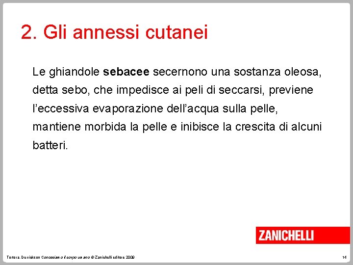 2. Gli annessi cutanei Le ghiandole sebacee secernono una sostanza oleosa, detta sebo, che 2. Gli annessi cutanei Le ghiandole sebacee secernono una sostanza oleosa, detta sebo, che