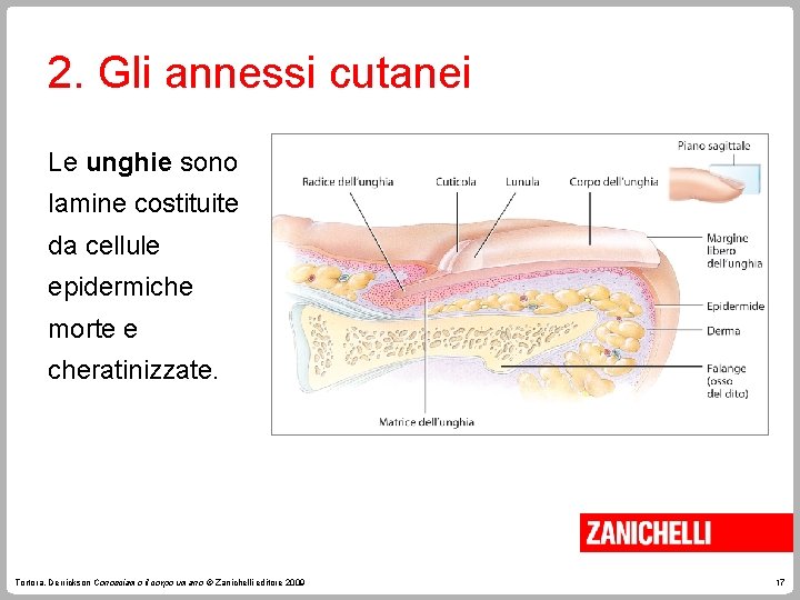 2. Gli annessi cutanei Le unghie sono lamine costituite da cellule epidermiche morte e 2. Gli annessi cutanei Le unghie sono lamine costituite da cellule epidermiche morte e
