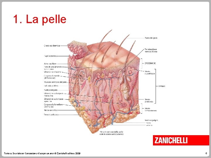 1. La pelle Tortora, Derrickson Conosciamo il corpo umano © Zanichelli editore 2009 5 1. La pelle Tortora, Derrickson Conosciamo il corpo umano © Zanichelli editore 2009 5