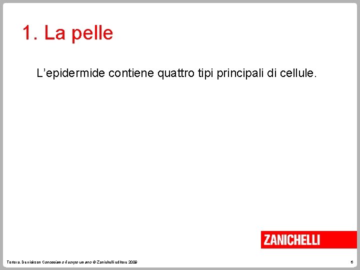 1. La pelle L’epidermide contiene quattro tipi principali di cellule. Tortora, Derrickson Conosciamo il 1. La pelle L’epidermide contiene quattro tipi principali di cellule. Tortora, Derrickson Conosciamo il