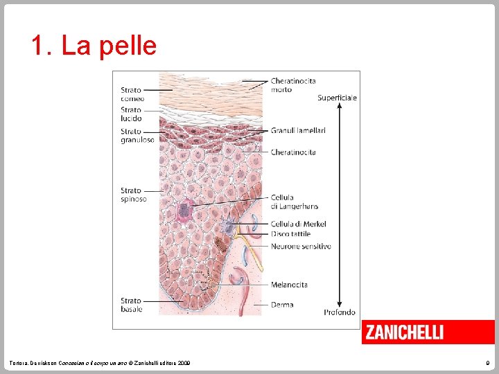 1. La pelle Tortora, Derrickson Conosciamo il corpo umano © Zanichelli editore 2009 9 1. La pelle Tortora, Derrickson Conosciamo il corpo umano © Zanichelli editore 2009 9