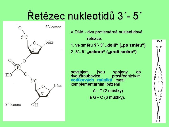 Řetězec nukleotidů 3´- 5´ V DNA - dva protisměrné nukleotidové řetězce: 1. ve směru