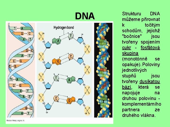 DNA Strukturu DNA můžeme přirovnat k točitým schodům, jejichž "bočnice" jsou tvořeny spojením cukr