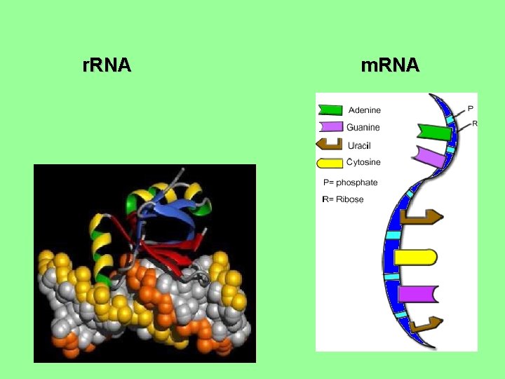 r. RNA m. RNA 