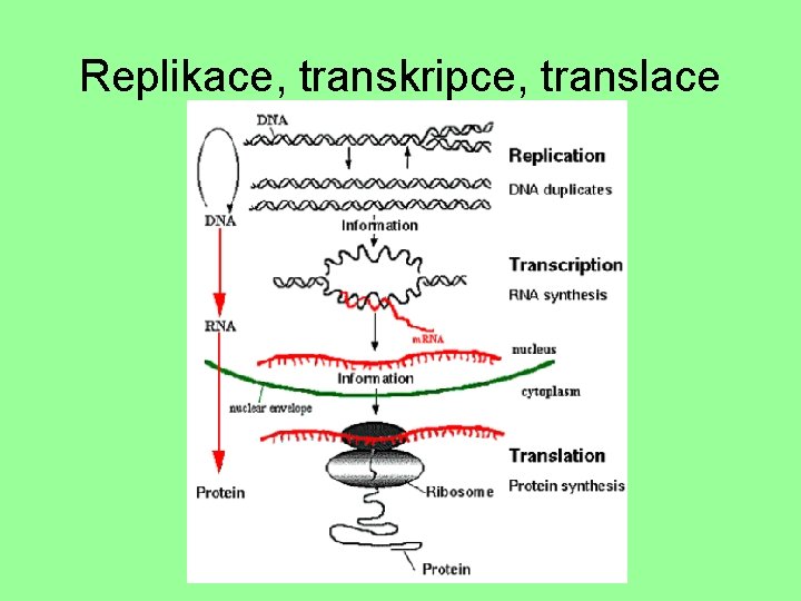 Replikace, transkripce, translace 