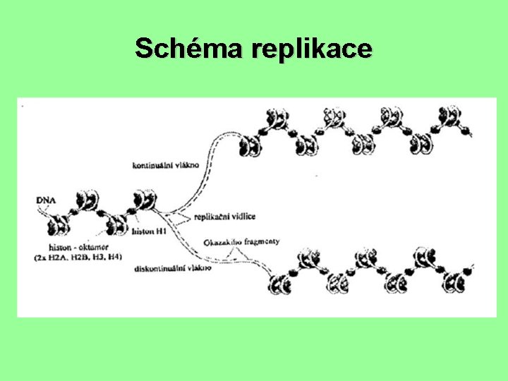 Schéma replikace 