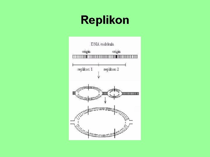 Replikon 