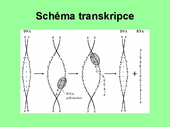 Schéma transkripce 