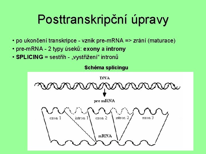 Posttranskripční úpravy • po ukončení transkripce - vznik pre-m. RNA => zrání (maturace) •