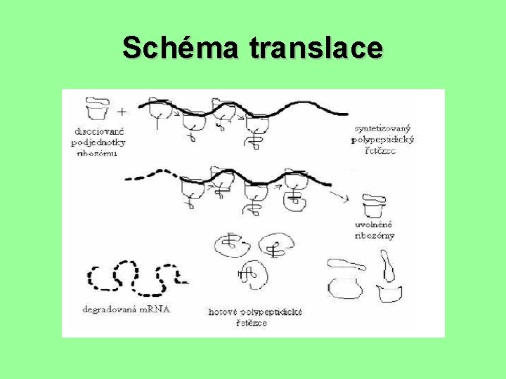 Schéma translace 