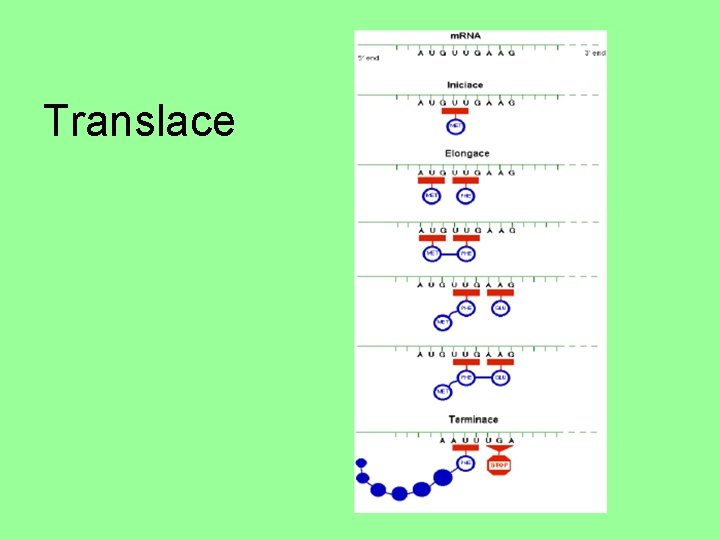 Translace 