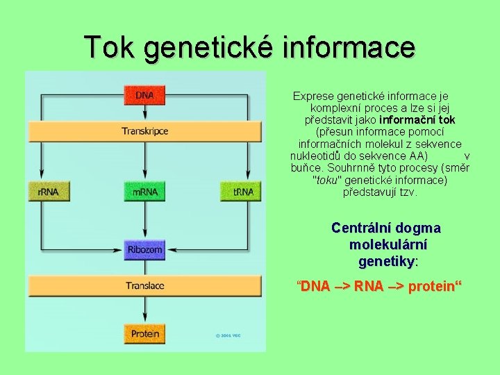 Tok genetické informace Exprese genetické informace je komplexní proces a lze si jej představit