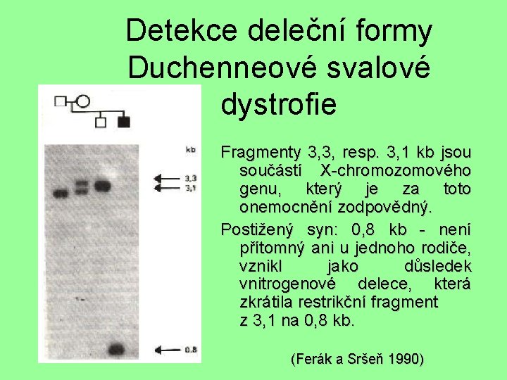 Detekce deleční formy Duchenneové svalové dystrofie Fragmenty 3, 3, resp. 3, 1 kb jsou
