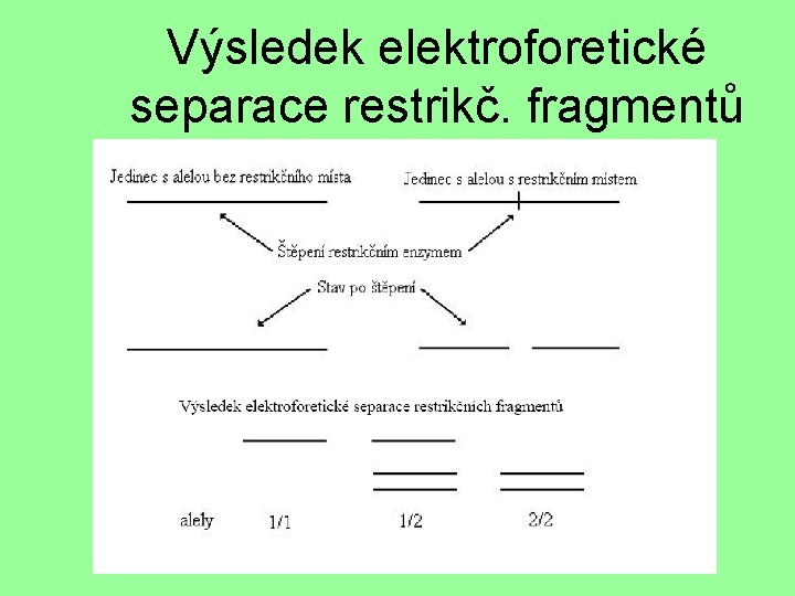 Výsledek elektroforetické separace restrikč. fragmentů 