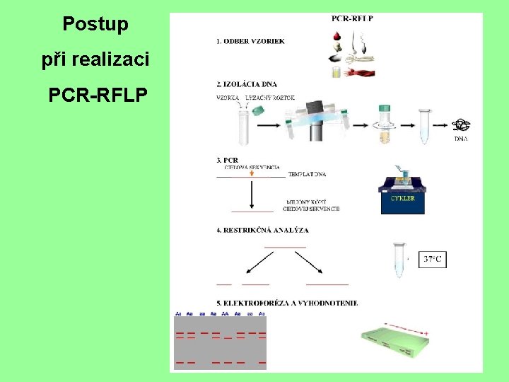 Postup při realizaci PCR-RFLP 