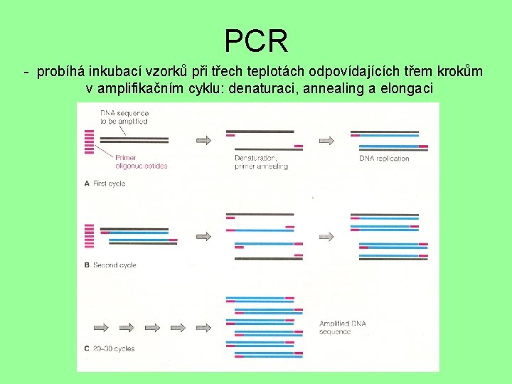 PCR - probíhá inkubací vzorků při třech teplotách odpovídajících třem krokům v amplifikačním cyklu: