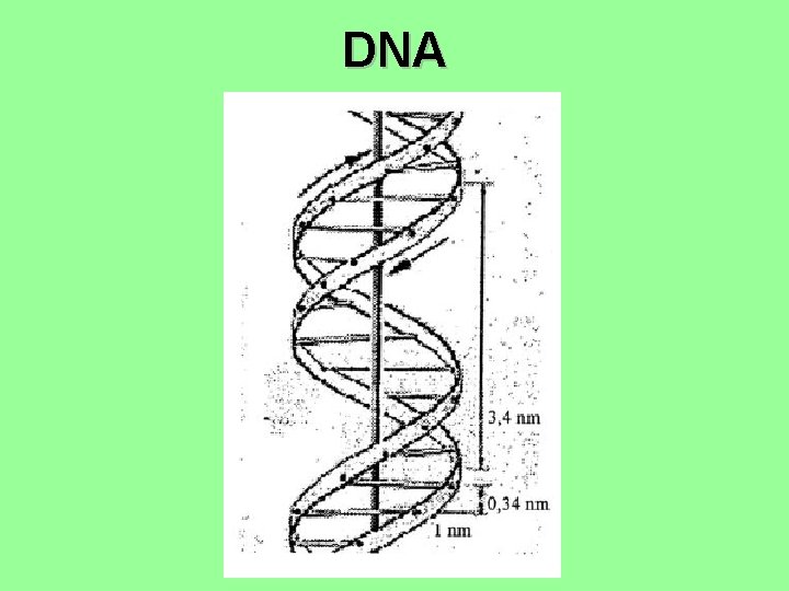 DNA 