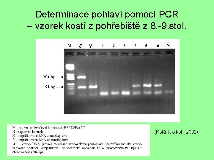 Determinace pohlaví pomocí PCR – vzorek kostí z pohřebiště z 8. -9. stol. (Kolárik