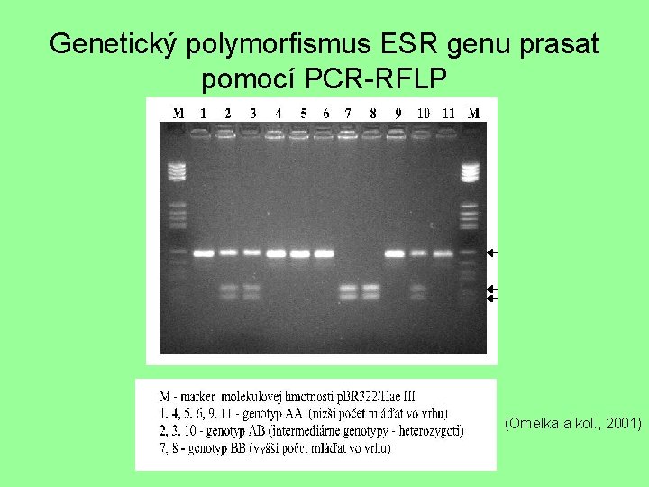 Genetický polymorfismus ESR genu prasat pomocí PCR-RFLP (Omelka a kol. , 2001) 