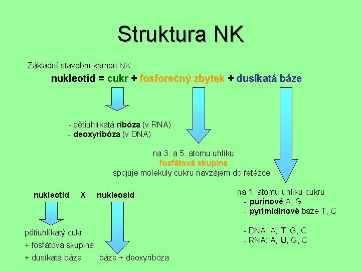 Struktura NK Základní stavební kamen NK: nukleotid = cukr + fosforečný zbytek + dusíkatá