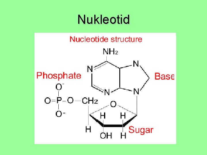 Nukleotid Nukleotid