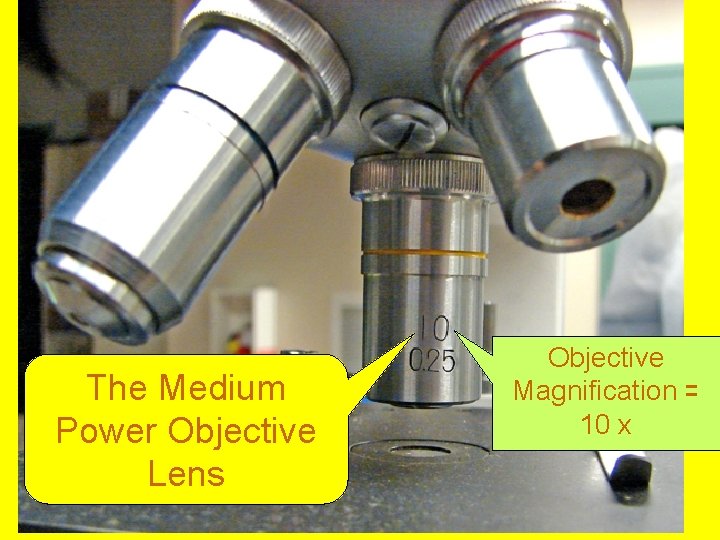 The Medium Power Objective Lens Objective Magnification = 10 x 