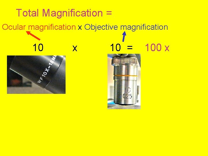 Total Magnification = Ocular magnification x Objective magnification 10 x 10 = 100 x