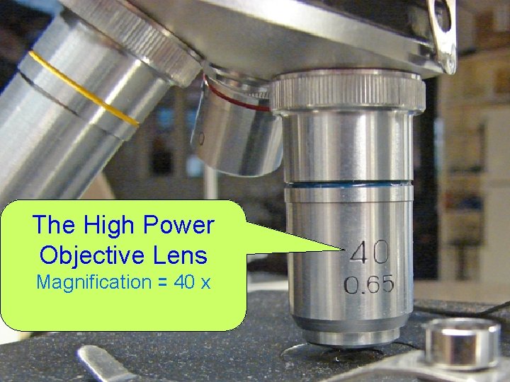 The High Power Objective Lens Magnification = 40 x 