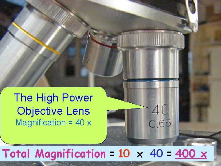 The High Power Objective Lens Magnification = 40 x Total Magnification = 10 x