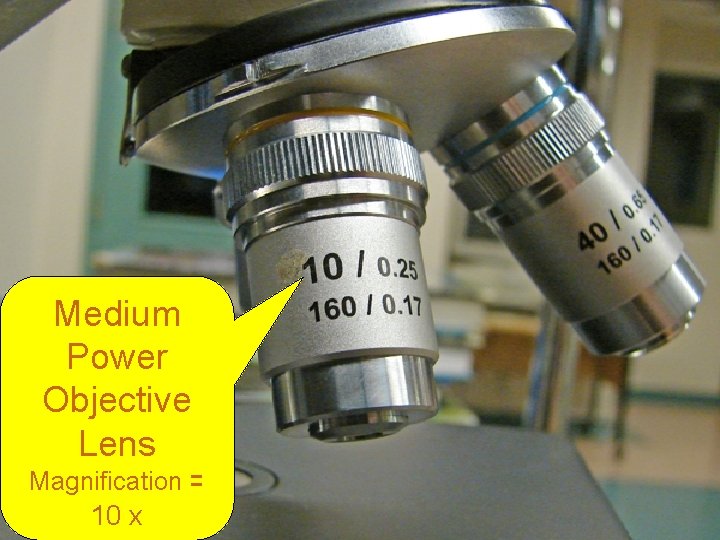 Medium Power Objective Lens Magnification = 10 x 