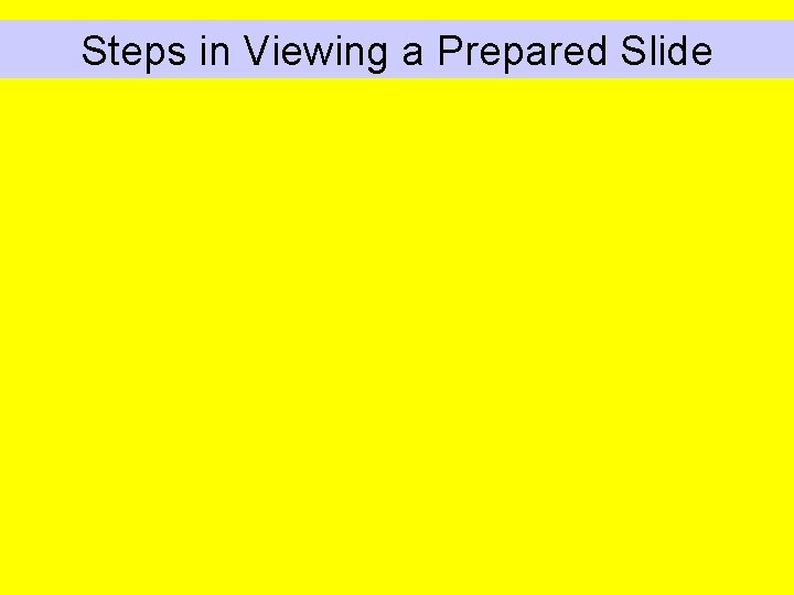 Steps in Viewing a Prepared Slide 