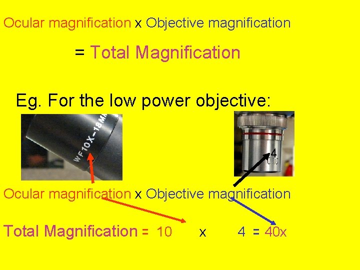 Ocular magnification x Objective magnification = Total Magnification Eg. For the low power objective:
