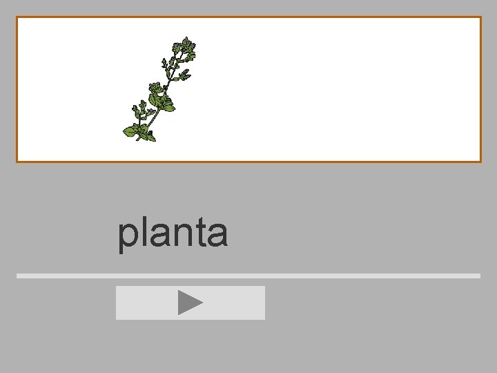 planta 
