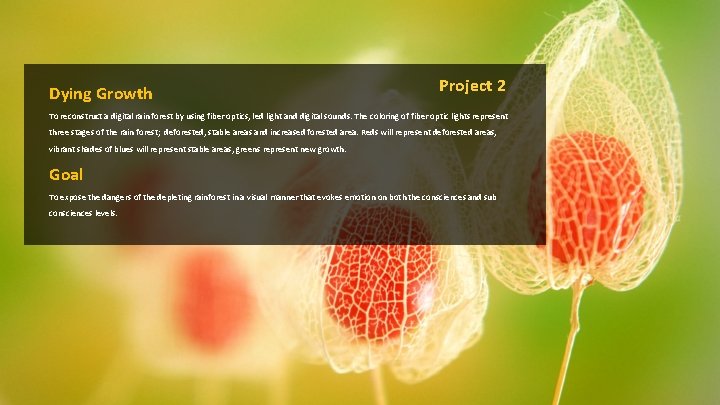 Dying Growth Project 2 To reconstruct a digital rain forest by using fiber optics,