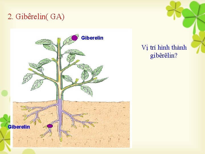 2. Gibêrelin( GA) Giberelin Vị trí hình thành gibêrêlin? Giberelin 