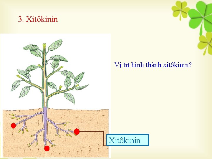 3. Xitôkinin Vị trí hình thành xitôkinin? Xitôkinin 