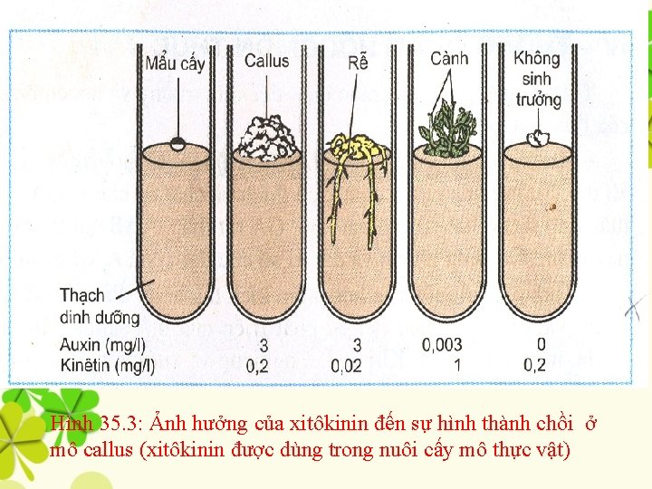 Hình 35. 3: Ảnh hưởng của xitôkinin đến sự hình thành chồi ở mô