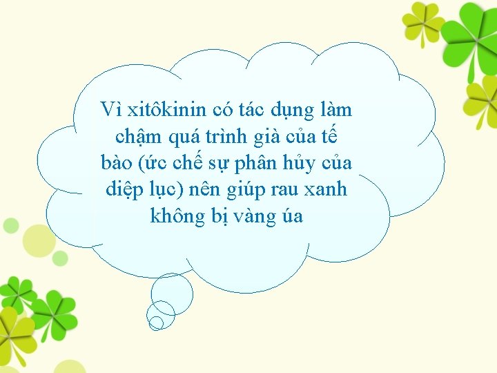 VìTrong xitôkinin có tác bảo quản rau dụng người làm ta chậmdung quádịch trình.