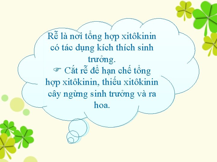 Rễ là nơi tổng hợp xitôkinin cóTại tác dụng sinh saokích khithích trồng trưởng.