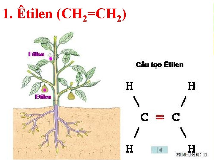1. Êtilen (CH 2=CH 2) 