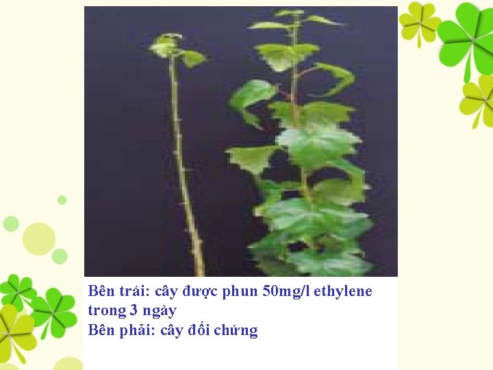 Bên trái: cây được phun 50 mg/l ethylene trong 3 ngày Bên phải: cây