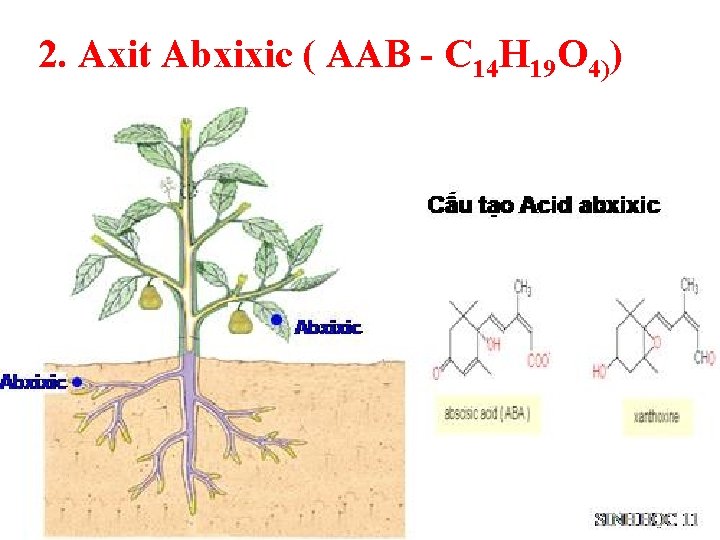 2. Axit Abxixic ( AAB - C 14 H 19 O 4)) 
