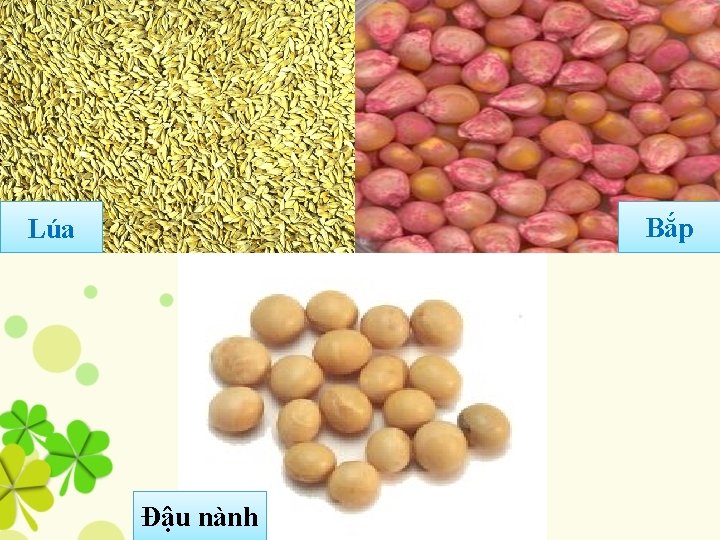Bắp Lúa Đậu nành 