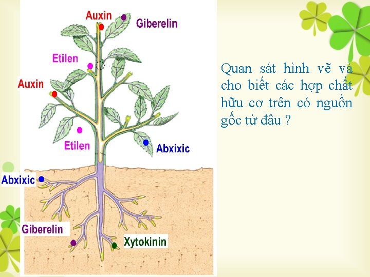 Quan sát hình vẽ và cho biết các hợp chất hữu cơ trên có